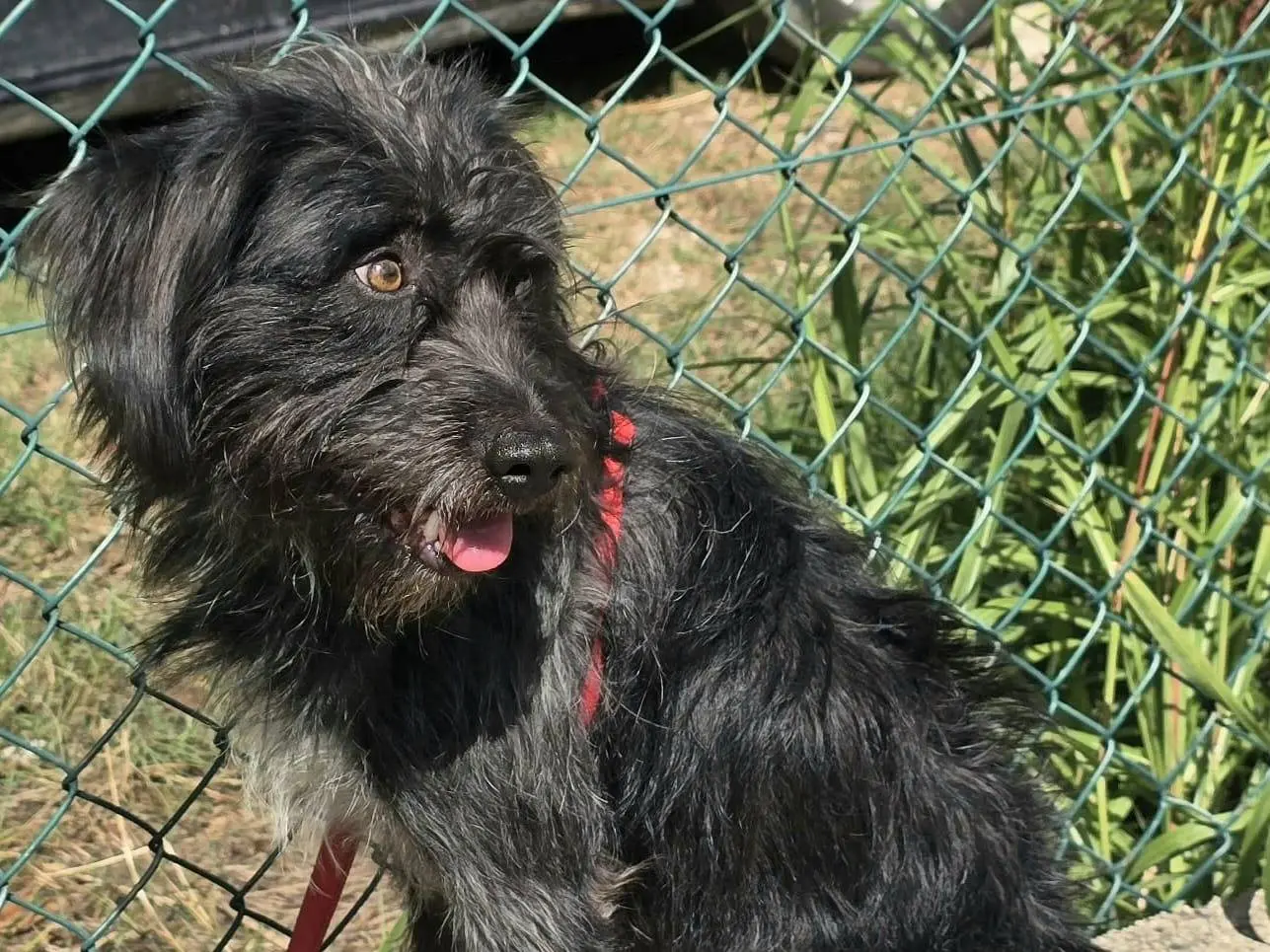 Vuoi adottare un cane a Teramo?