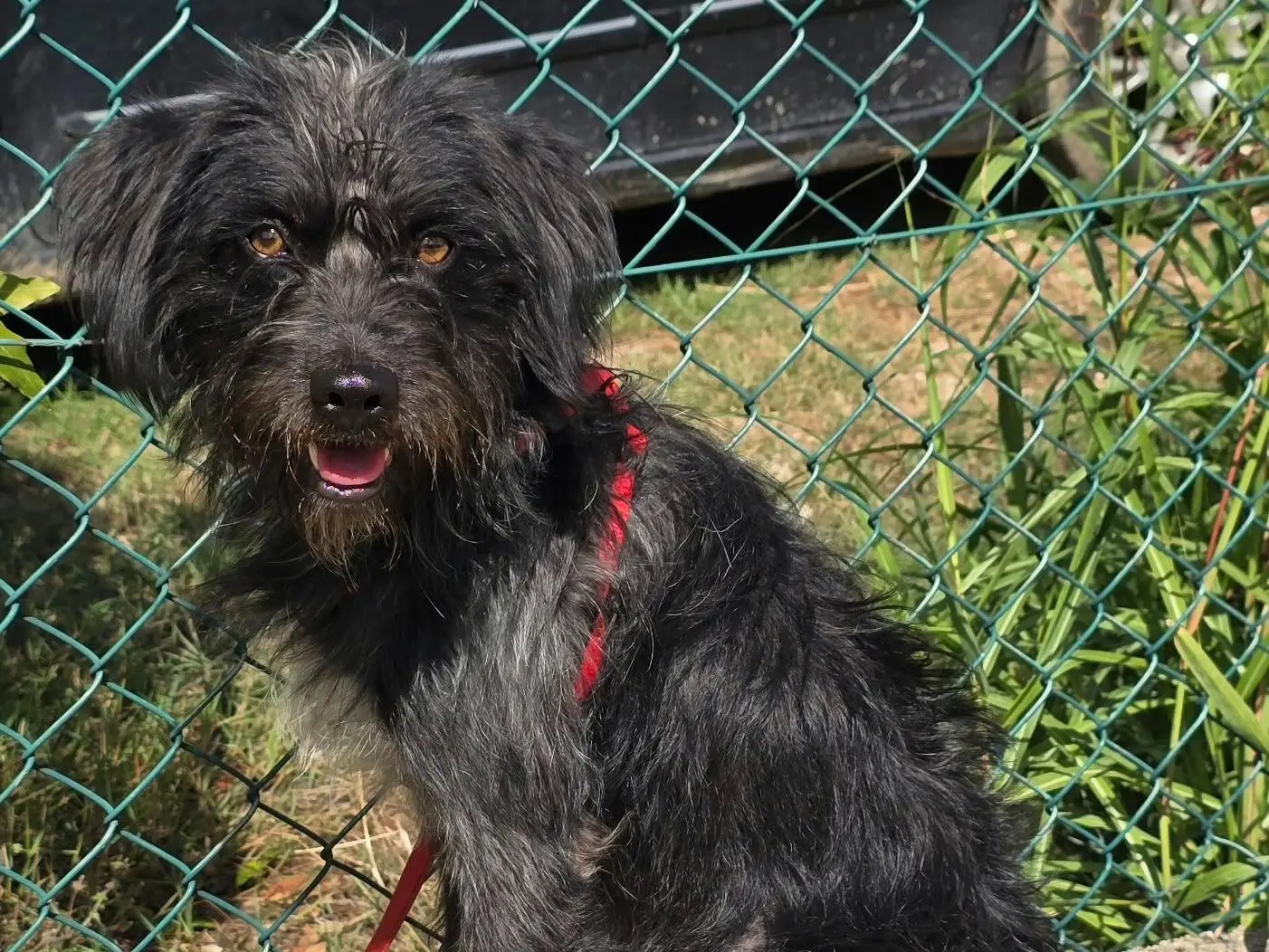 Adotta il cane Efren a Teramo