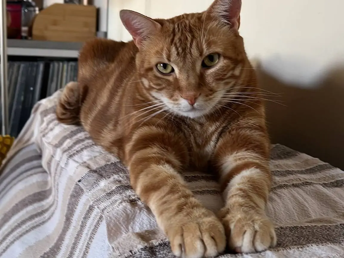 Adotta un gatto, maschio, 5 anni e 9 mesi, Parma