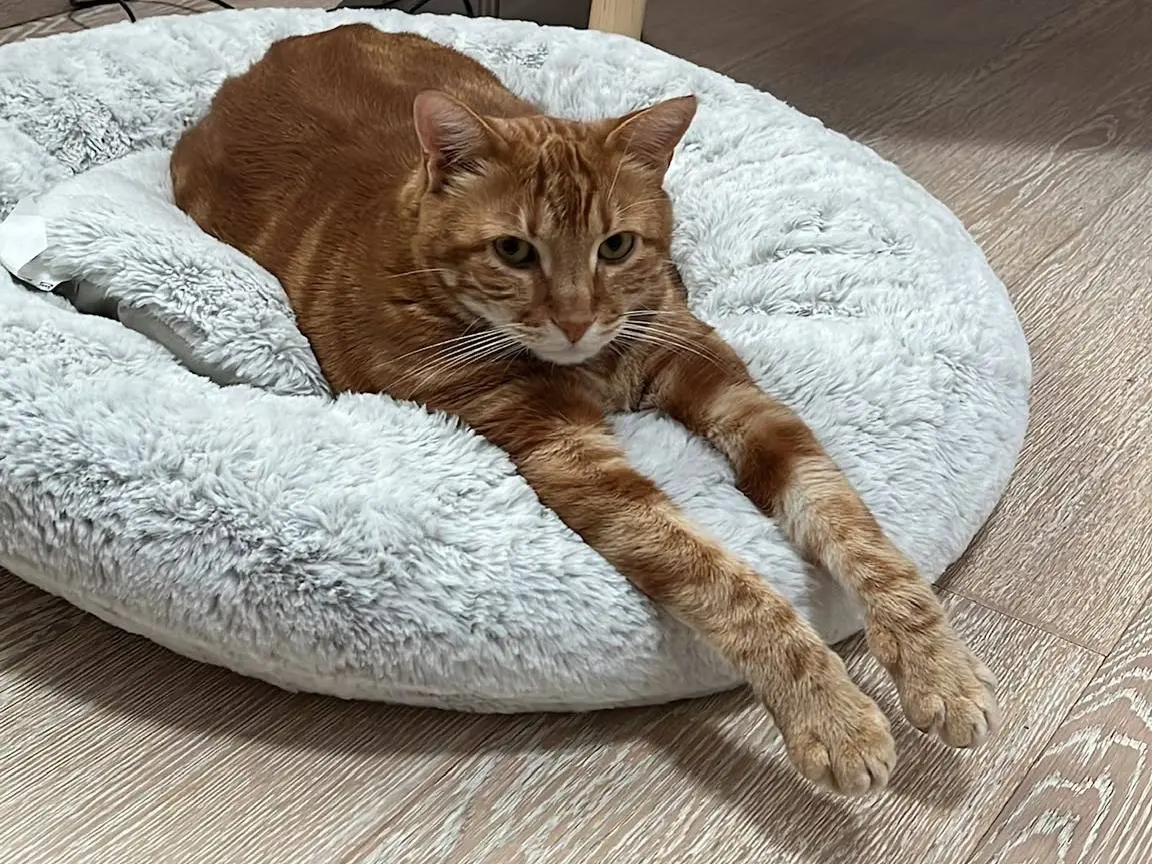 Adozione gatto, maschio, Razza sconosciuta Razza sconosciuta, 5 anni e 9 mesi, taglia non valida, Parma
