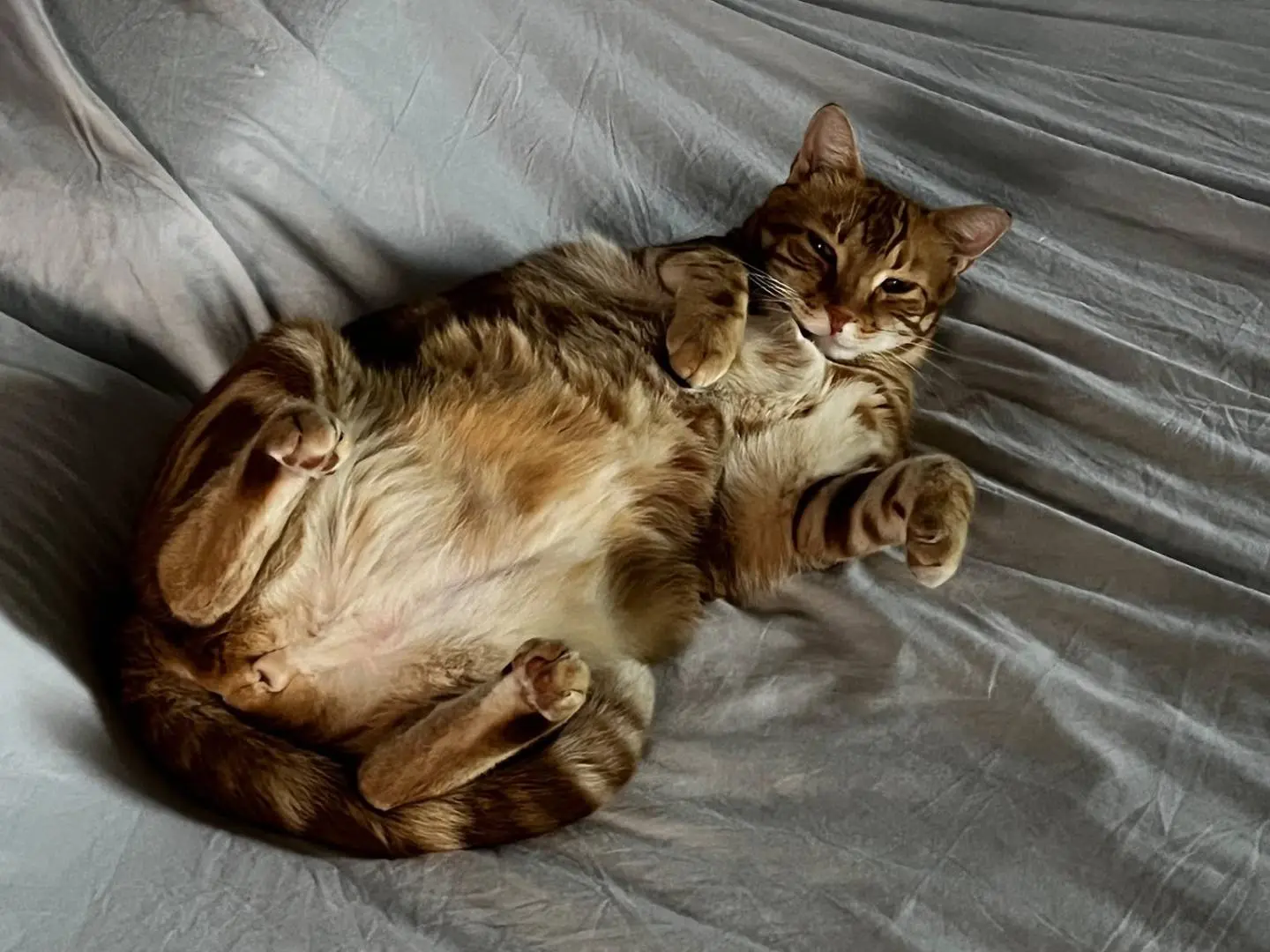 Adotta un gatto, taglia non valida, maschio, Parma