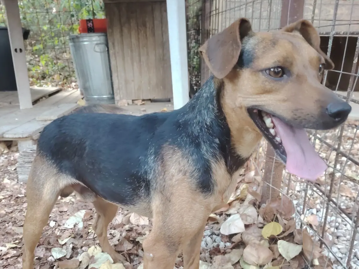 Adotta un cane, maschio, 1 anno e 1 mese, Frosinone