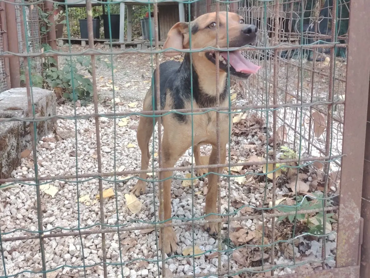 Adotta un cane, taglia piccola, maschio, Frosinone