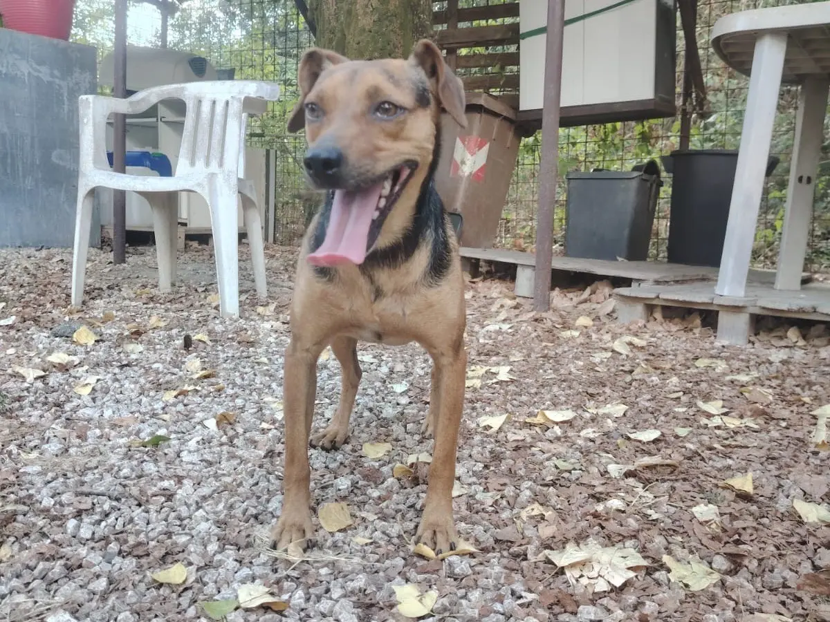 Adozione cane, maschio, Pinscher Razza sconosciuta, 1 anno e 1 mese, taglia piccola, Frosinone