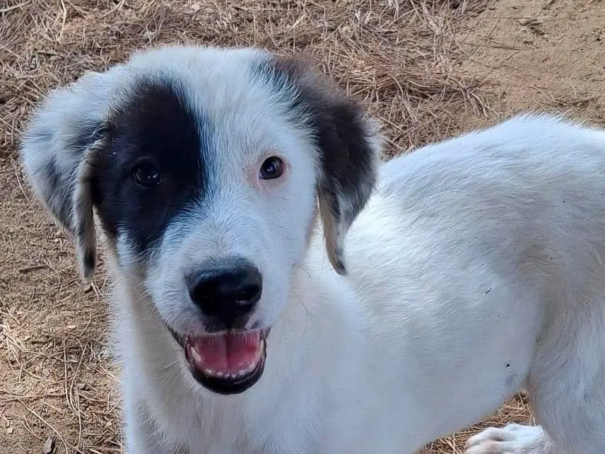 Adozione cane, femmina, Razza sconosciuta Razza sconosciuta, 5 mesi, taglia media, Crotone