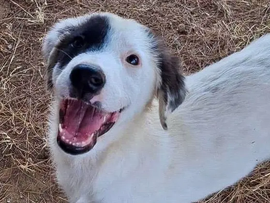 Adotta un cane, femmina, 5 mesi, Crotone