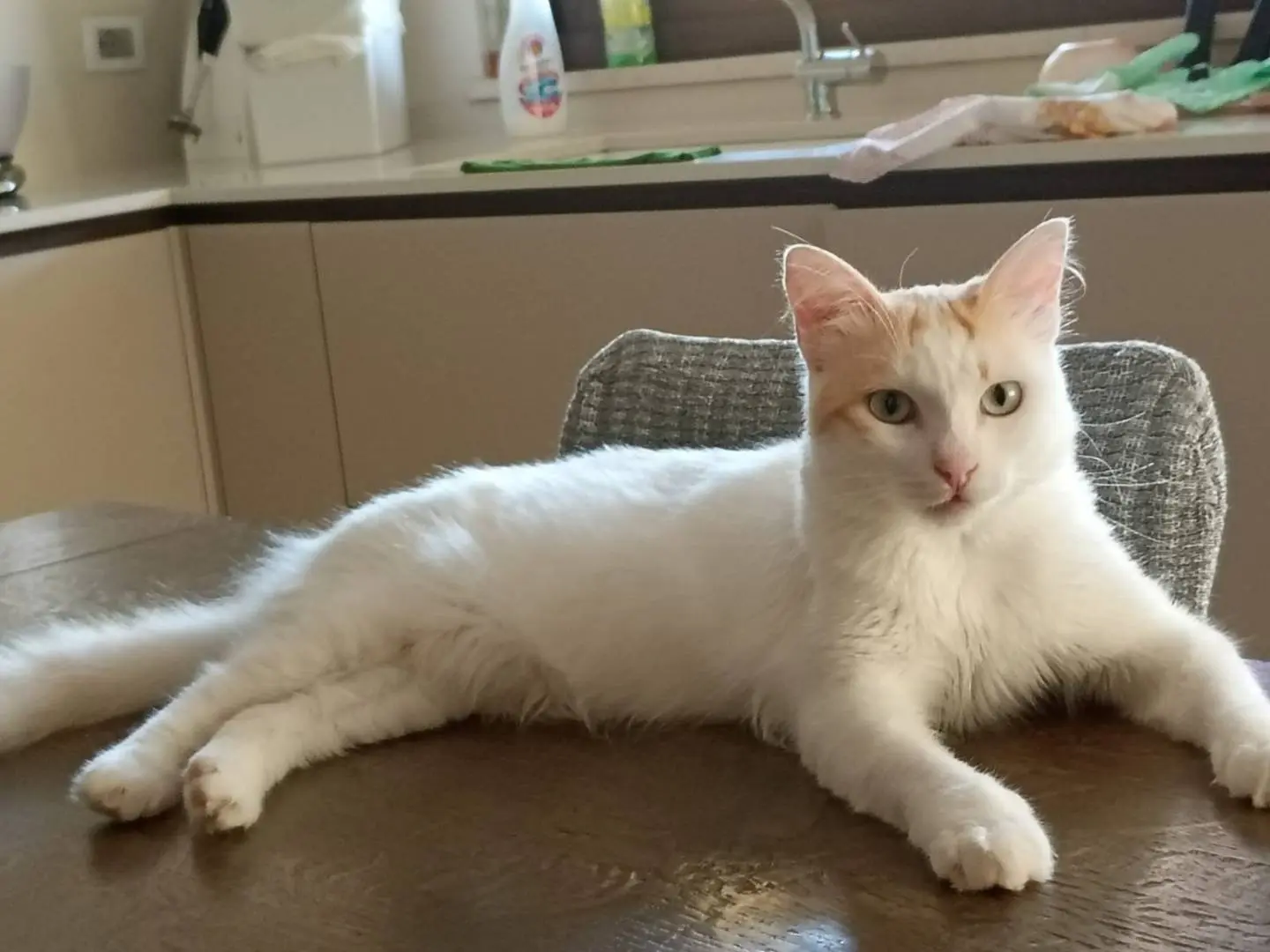 Vuoi adottare un gatto a Milano?