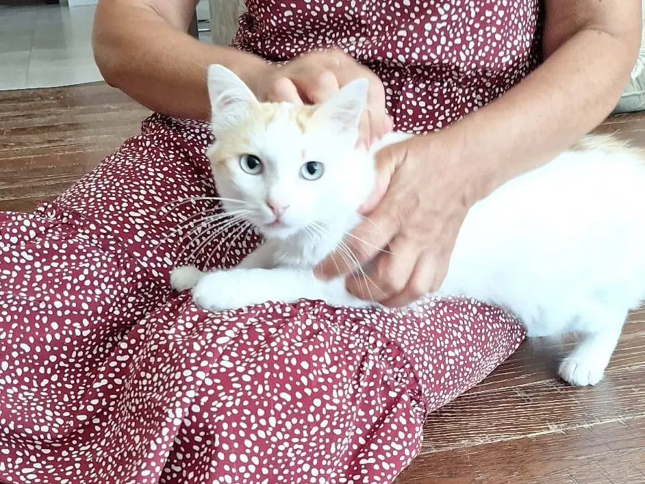Adotta il gatto Blanco a Milano