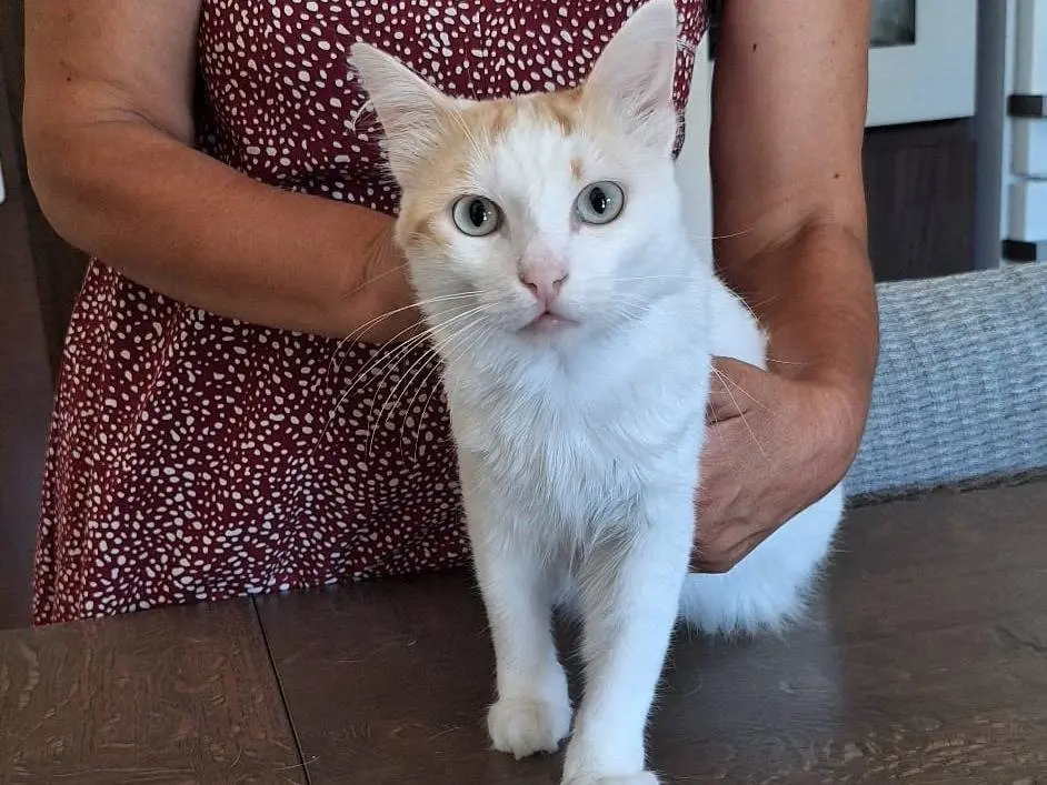 Adotta un gatto, taglia non valida, maschio, Milano
