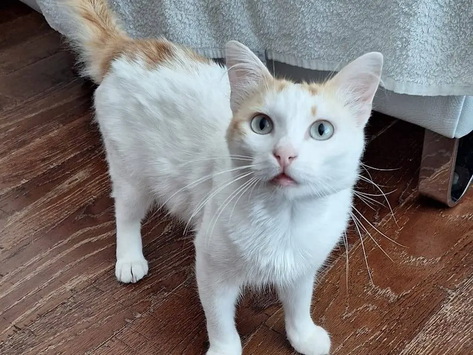 Adotta un gatto, maschio, 10 mesi, Milano