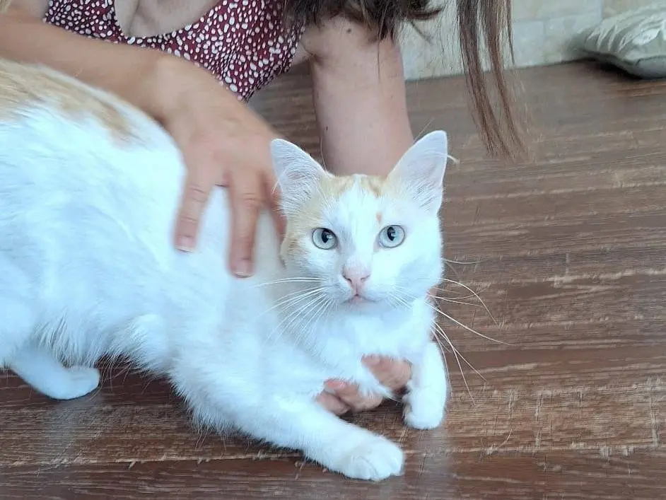 Adozione gatto, maschio, Razza sconosciuta Razza sconosciuta, 10 mesi, taglia non valida, Milano