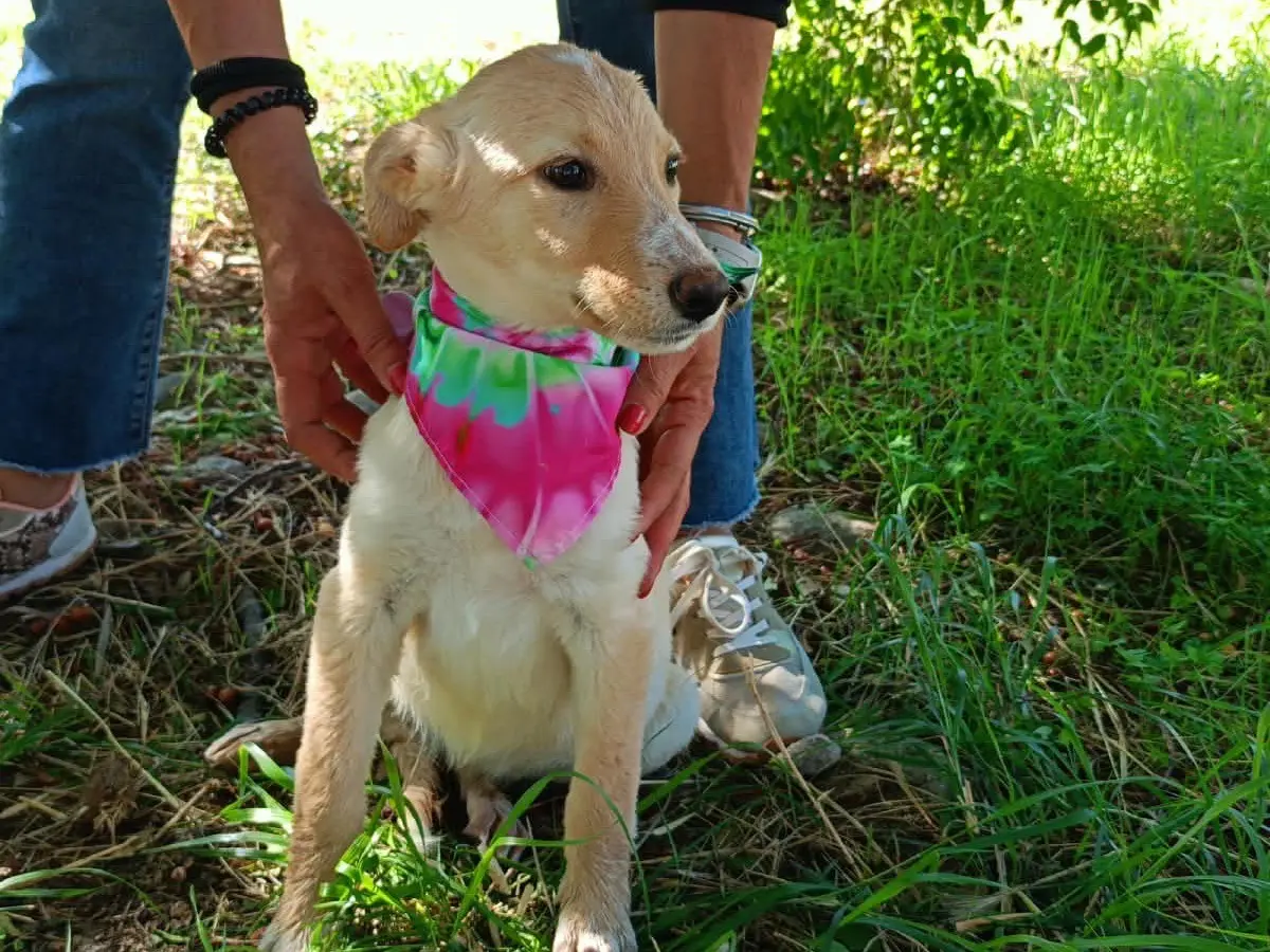 Adozione cane, femmina, Razza sconosciuta Razza sconosciuta, 3 mesi, taglia media, Cosenza