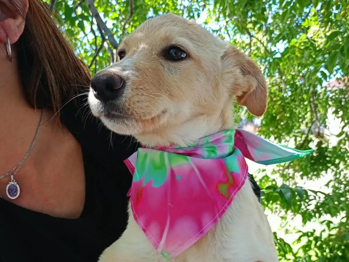Vuoi adottare un cane a Cosenza?
