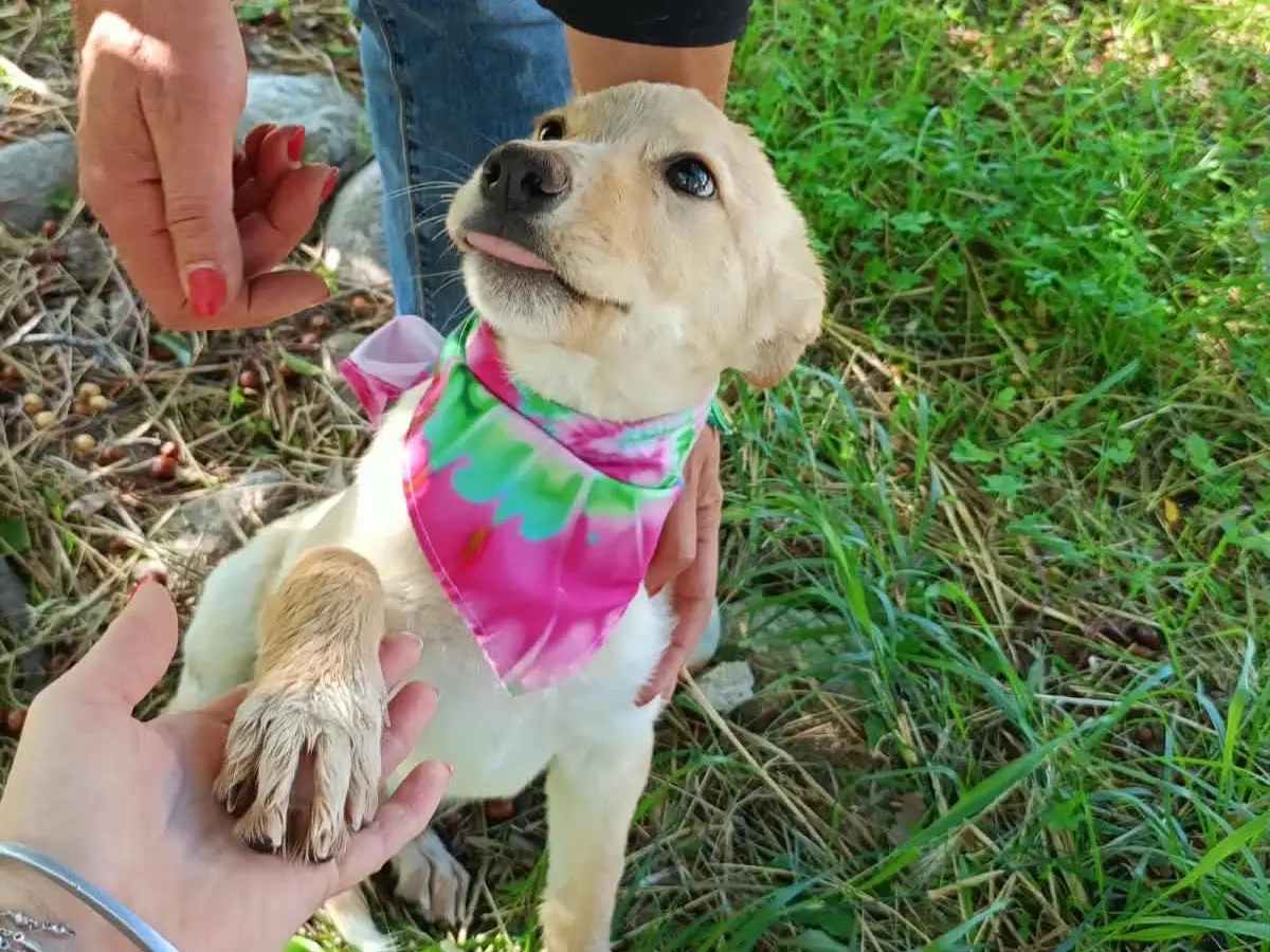 Adotta un cane, femmina, 3 mesi, Cosenza