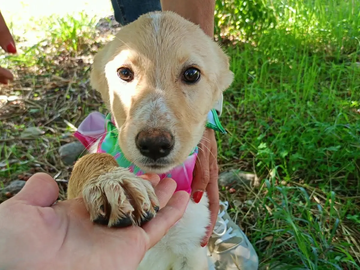 Adotta un cane, taglia media, femmina, Cosenza