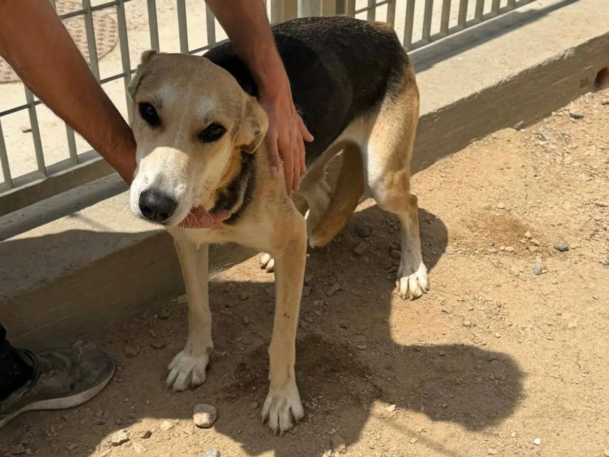 Adotta un cane, taglia media, femmina, Sassari