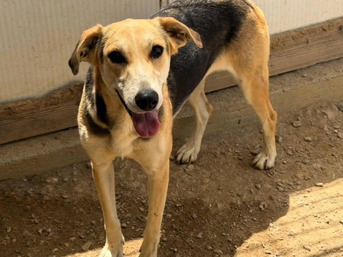 Adozione cane, femmina, Razza sconosciuta Razza sconosciuta, 2 anni e 9 mesi, taglia media, Sassari
