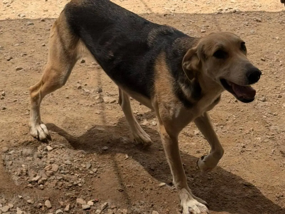 Adotta un cane, femmina, 2 anni e 9 mesi, Sassari