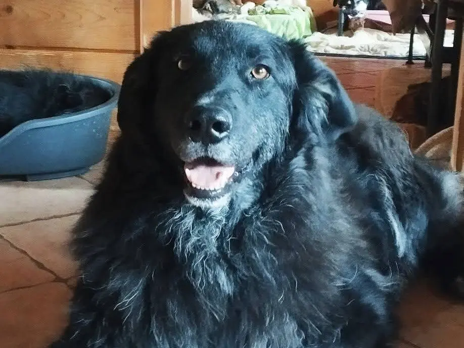 Adozione cane, maschio, Pastore maremmano Razza sconosciuta, 4 anni e 5 mesi, taglia grande, Latina