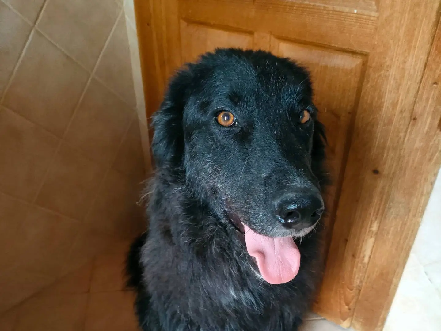 Adotta un cane, maschio, 4 anni e 5 mesi, Latina
