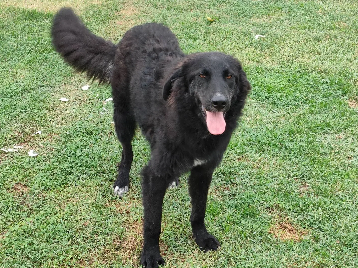 Adotta un cane, taglia grande, maschio, Latina