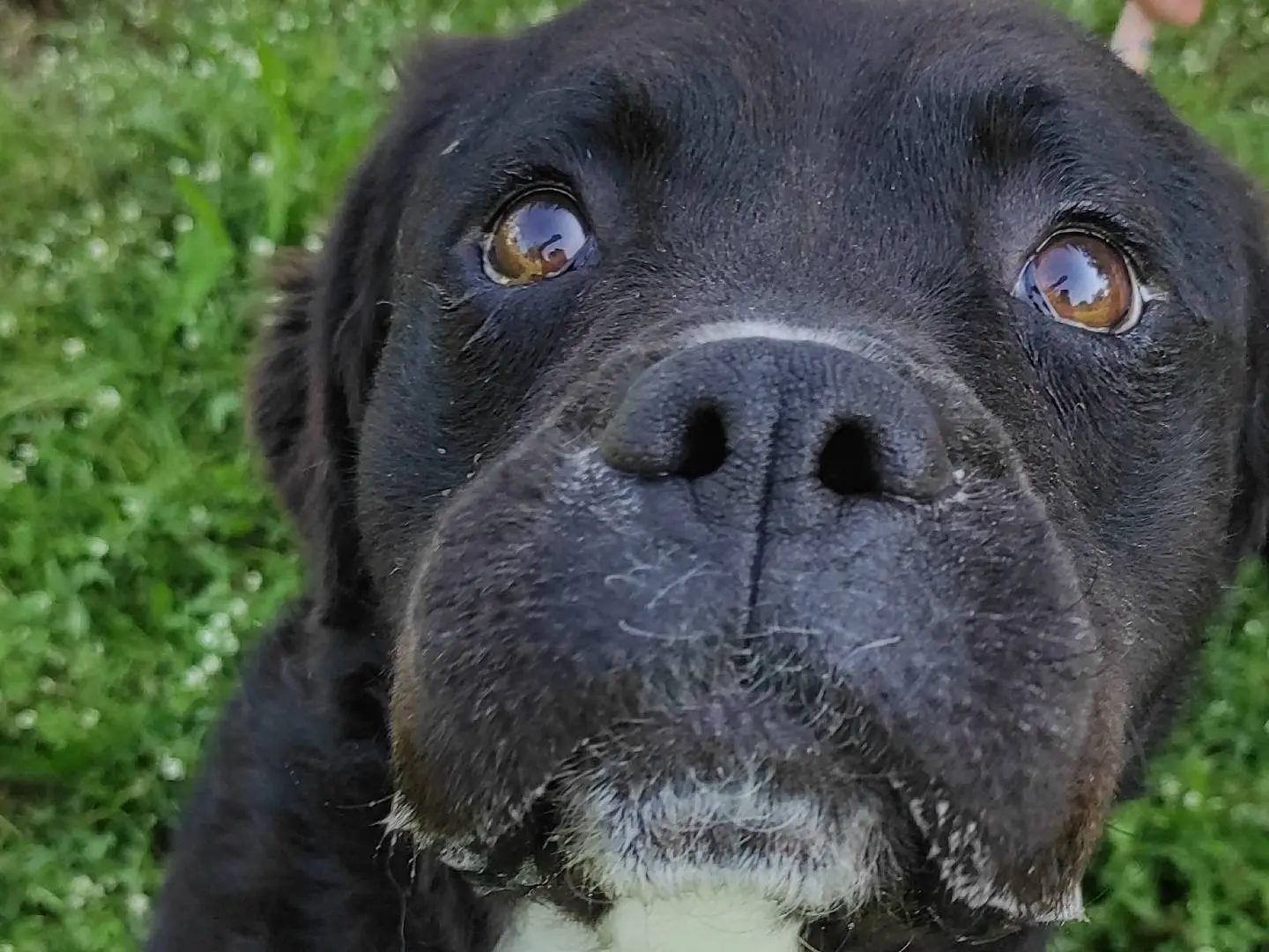 Adotta un cane, maschio, 9 anni e 9 mesi, Viterbo