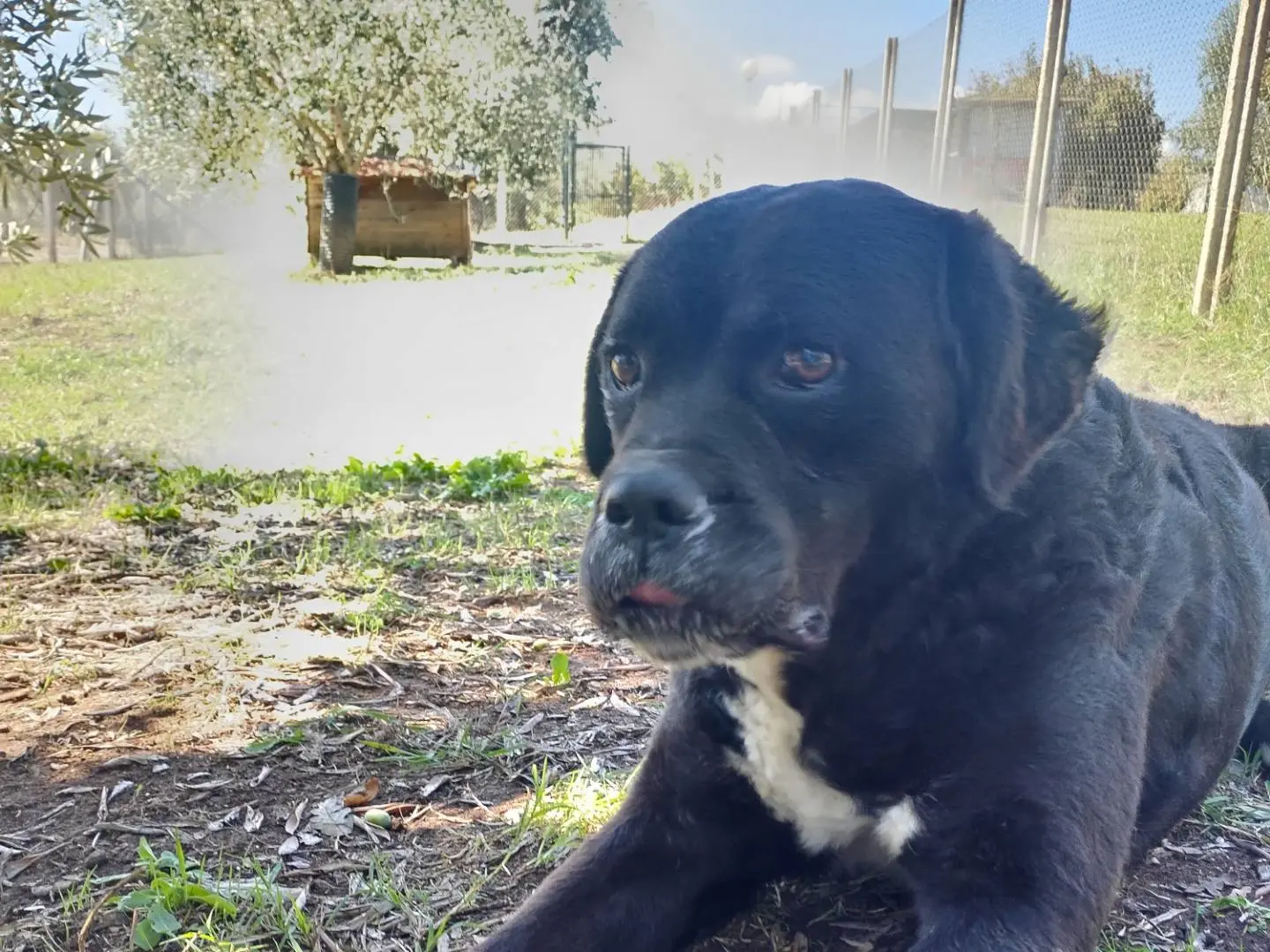 Adotta il cane Arturo a Viterbo