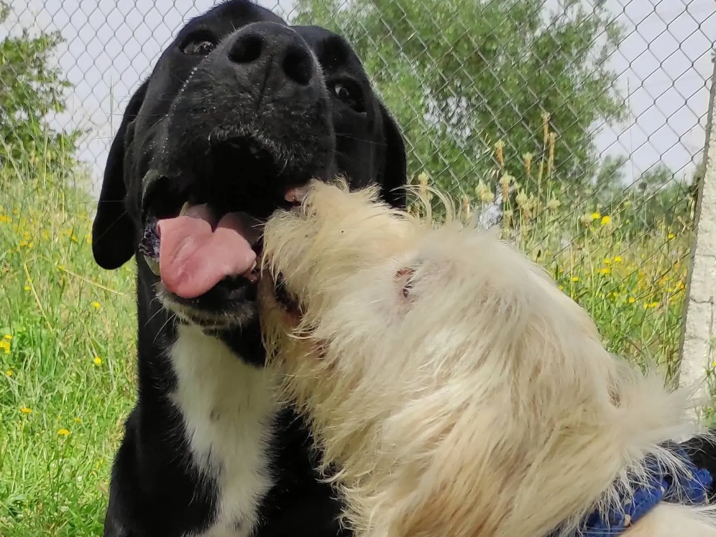 Adotta un cane, taglia media, maschio, Viterbo