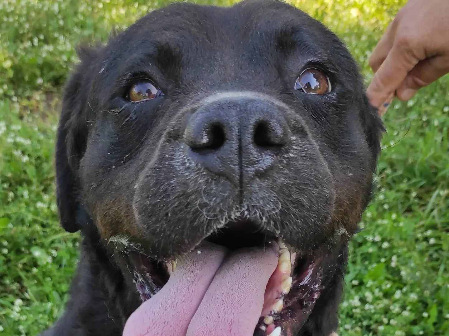 Adozione cane, maschio, meticcio, 9 anni e 9 mesi, taglia media, Viterbo