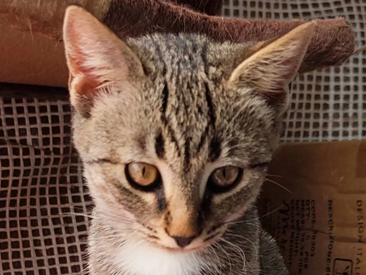 Vuoi adottare un gatto a Taranto?