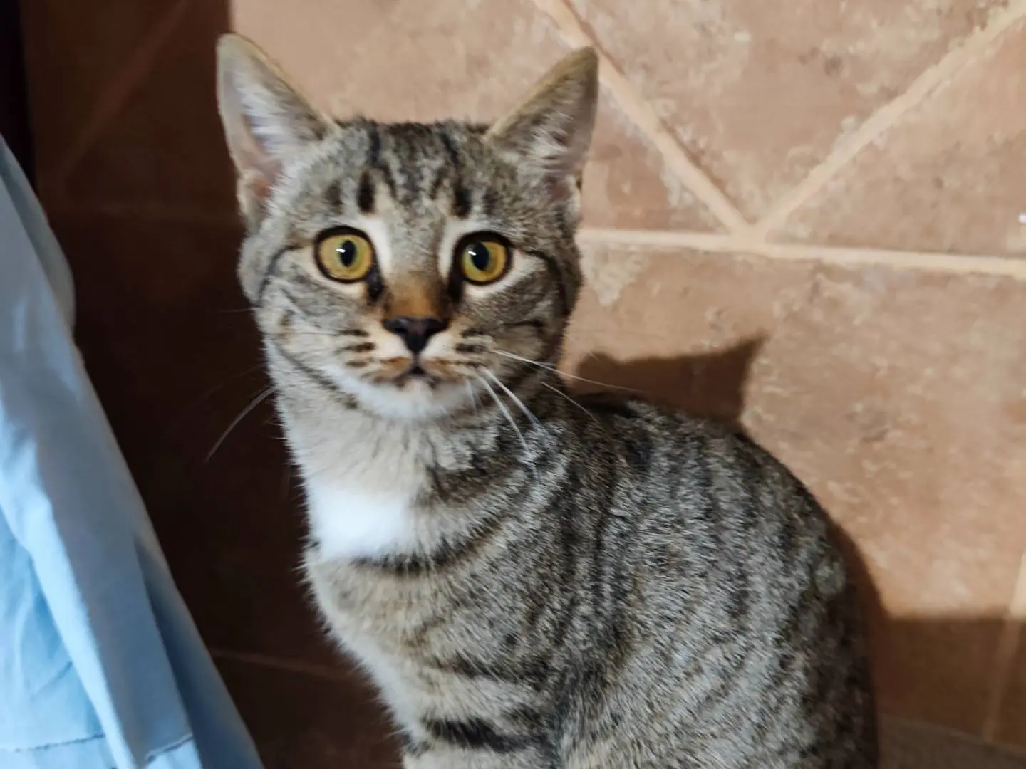 Adotta un gatto, taglia non valida, femmina, Taranto