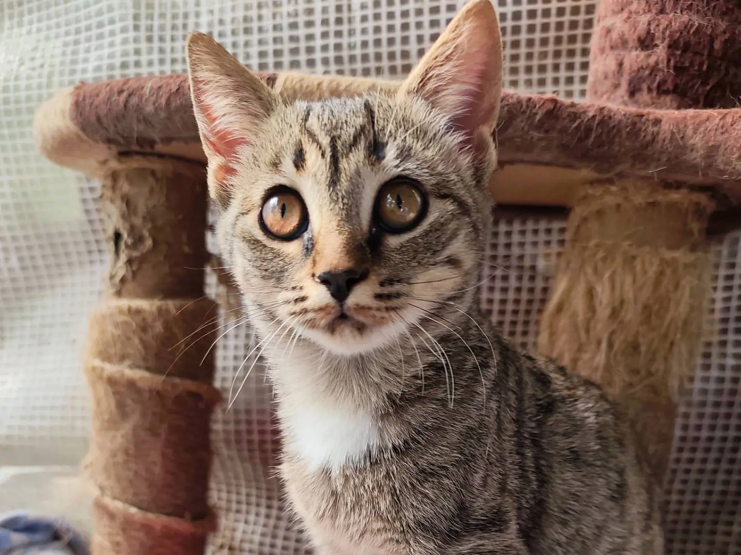 Adotta un gatto, femmina, 1 mese, Taranto