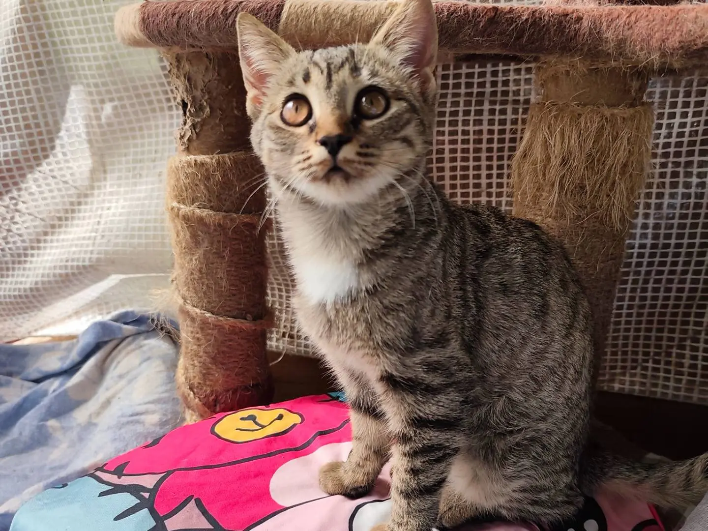 Adotta il gatto Briciola a Taranto