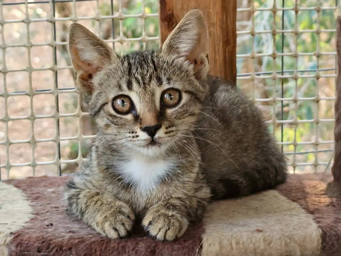 Adozione gatto, femmina, Razza sconosciuta Razza sconosciuta, 1 mese, taglia non valida, Taranto