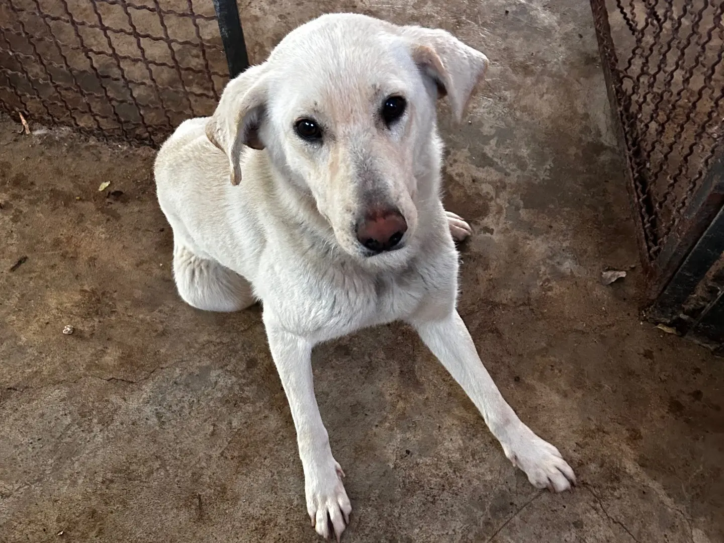 Adotta il cane Benedetta a Chieti