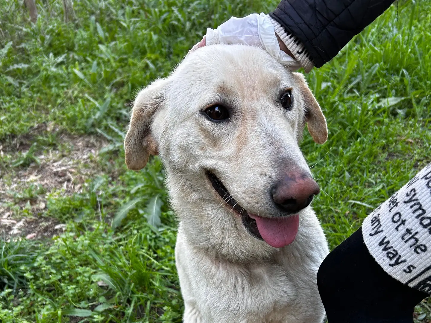 Vuoi adottare un cane a Chieti?