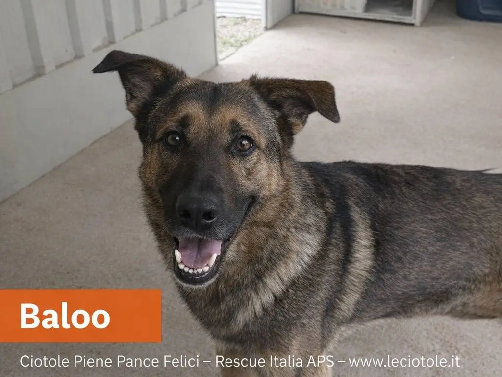 Adotta un cane, maschio, 3 anni e 3 mesi, Avellino
