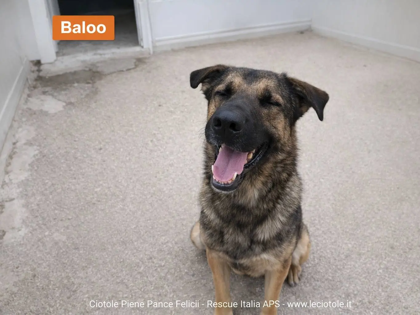 Adozione cane, maschio, Razza sconosciuta Razza sconosciuta, 3 anni e 3 mesi, taglia grande, Avellino