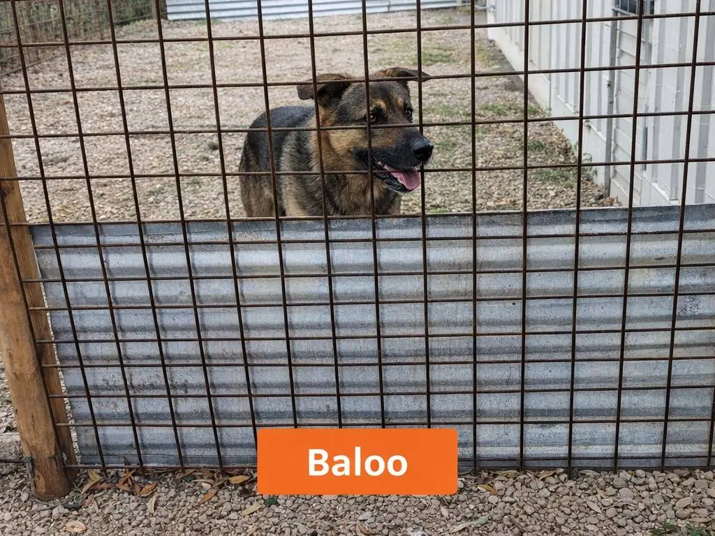 Adotta un cane, taglia grande, maschio, Avellino