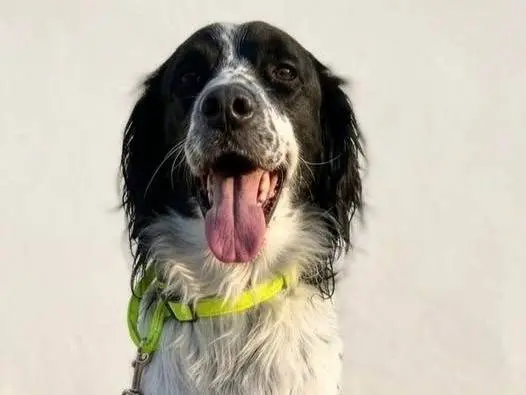 Adozione cane, maschio, Setter Inglese Razza sconosciuta, 2 anni e 4 mesi, taglia media, Crotone