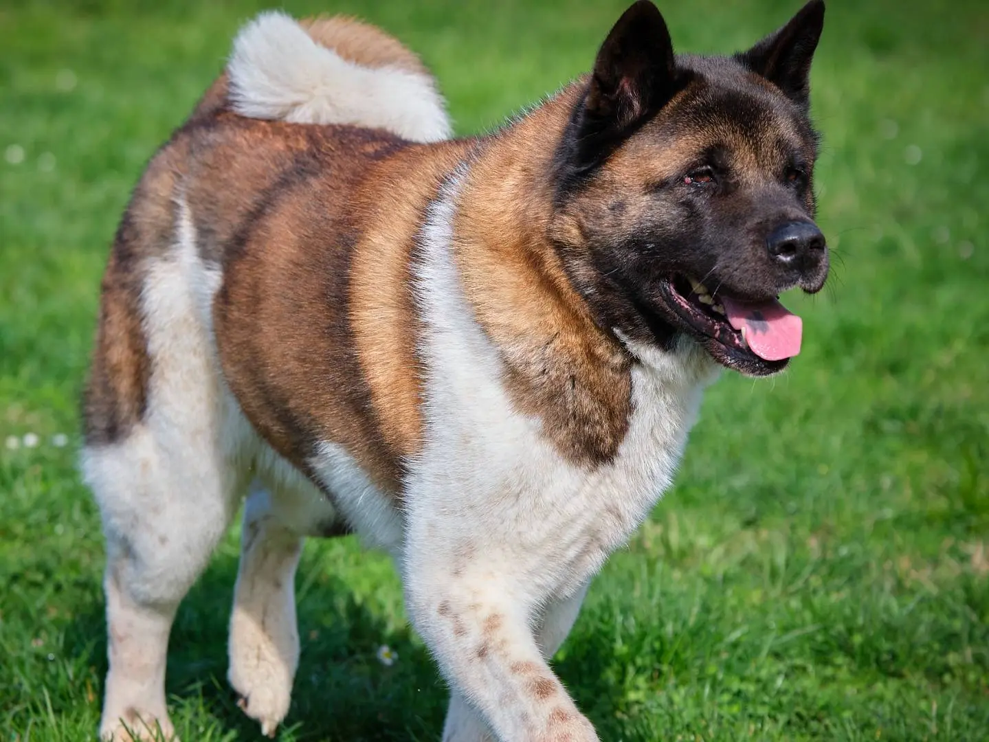 Adotta un cane, femmina, 8 anni e 5 mesi, Modena