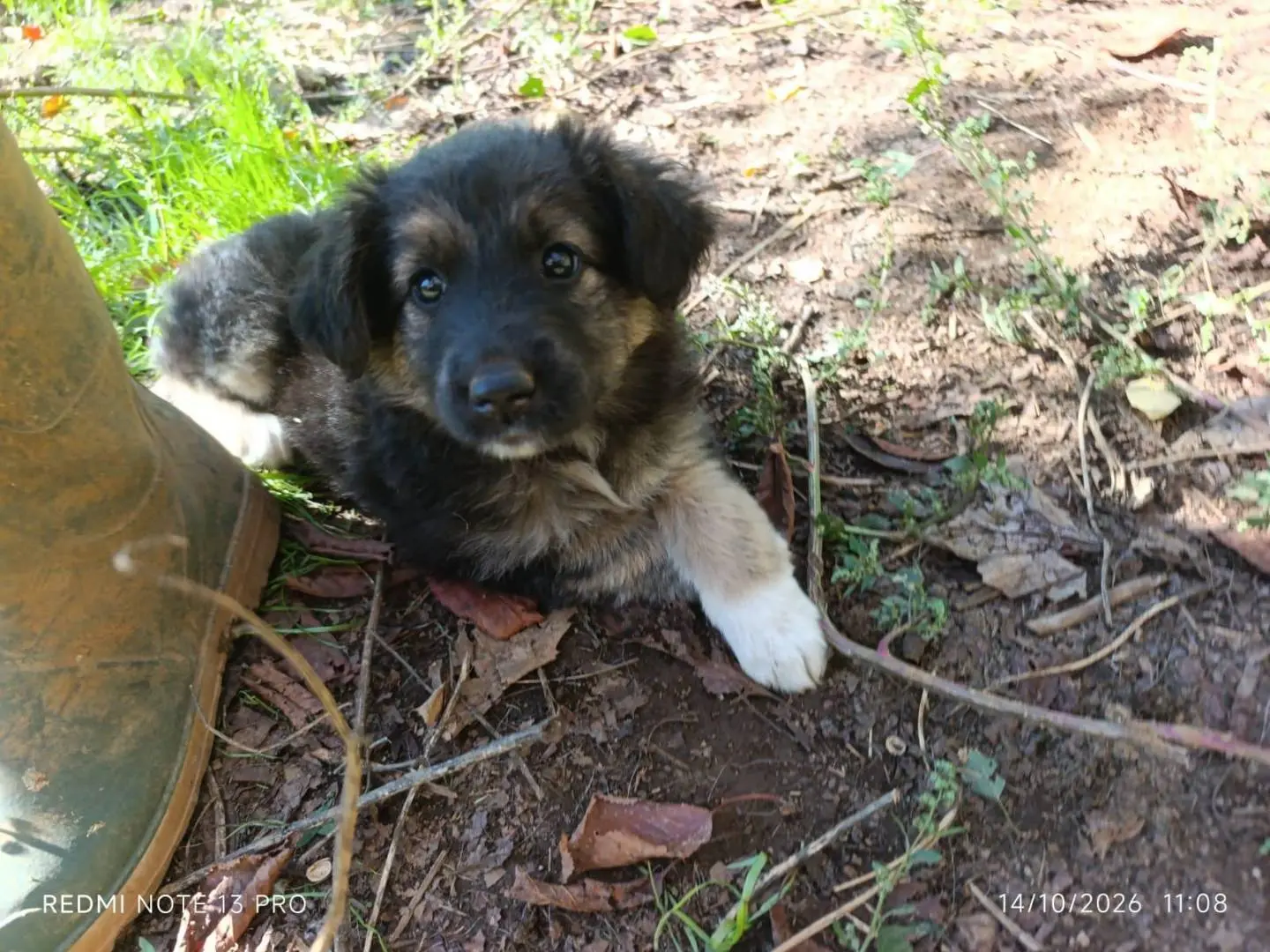 Vuoi adottare un cane a Catanzaro?