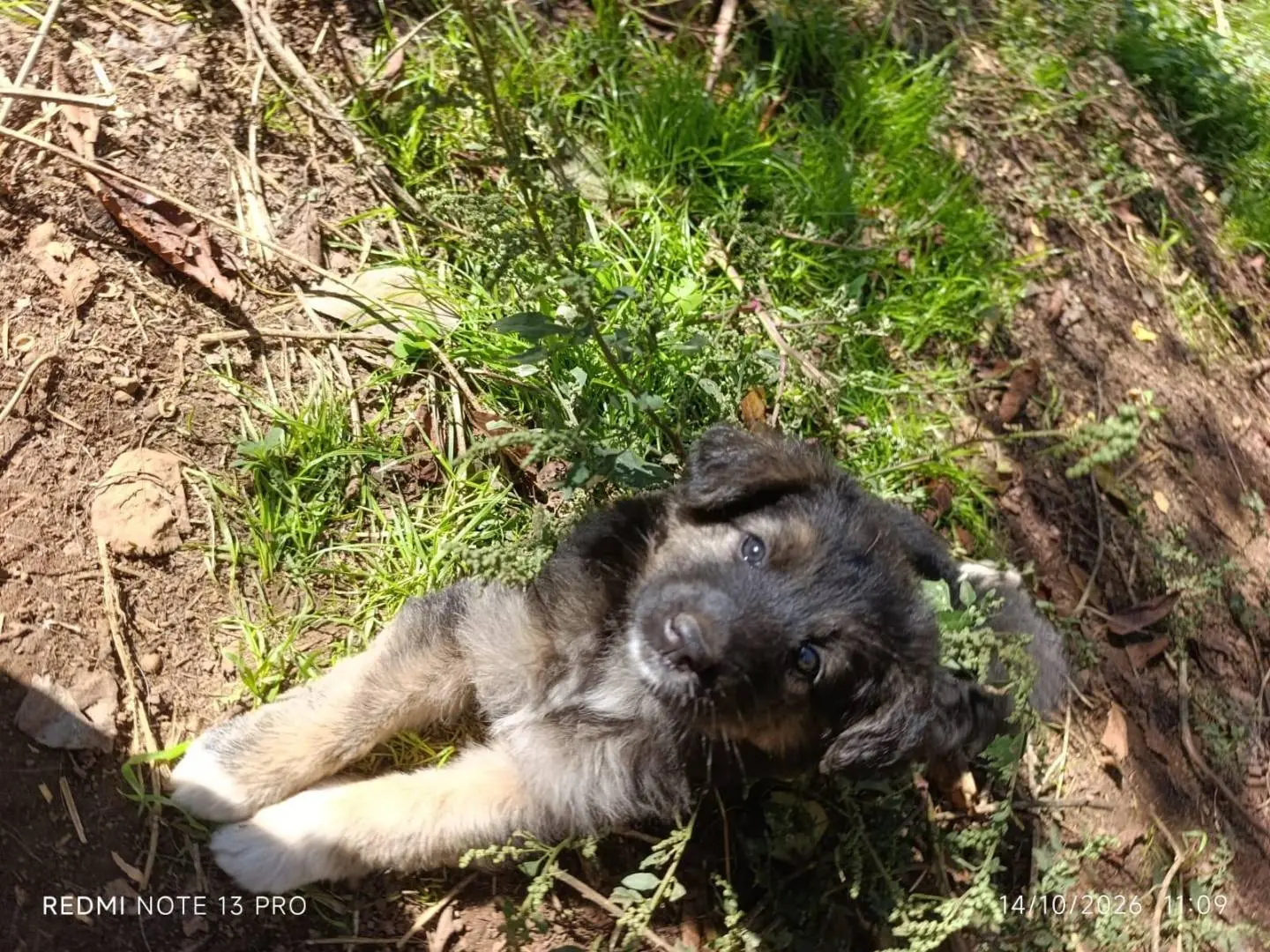 Adotta un cane, taglia grande, femmina, Catanzaro