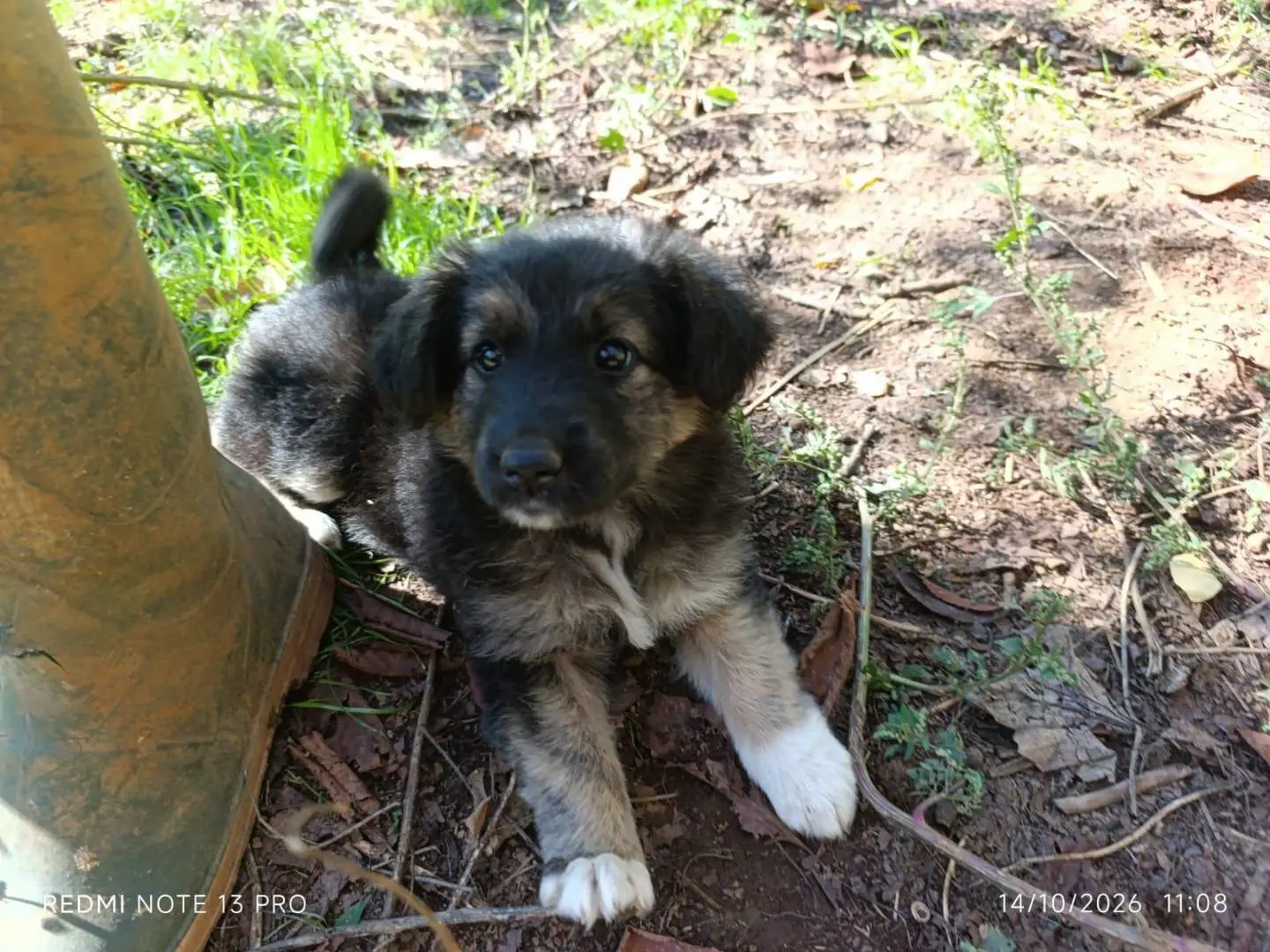 Adozione cane, femmina, Razza sconosciuta Razza sconosciuta, 2 mesi, taglia grande, Catanzaro