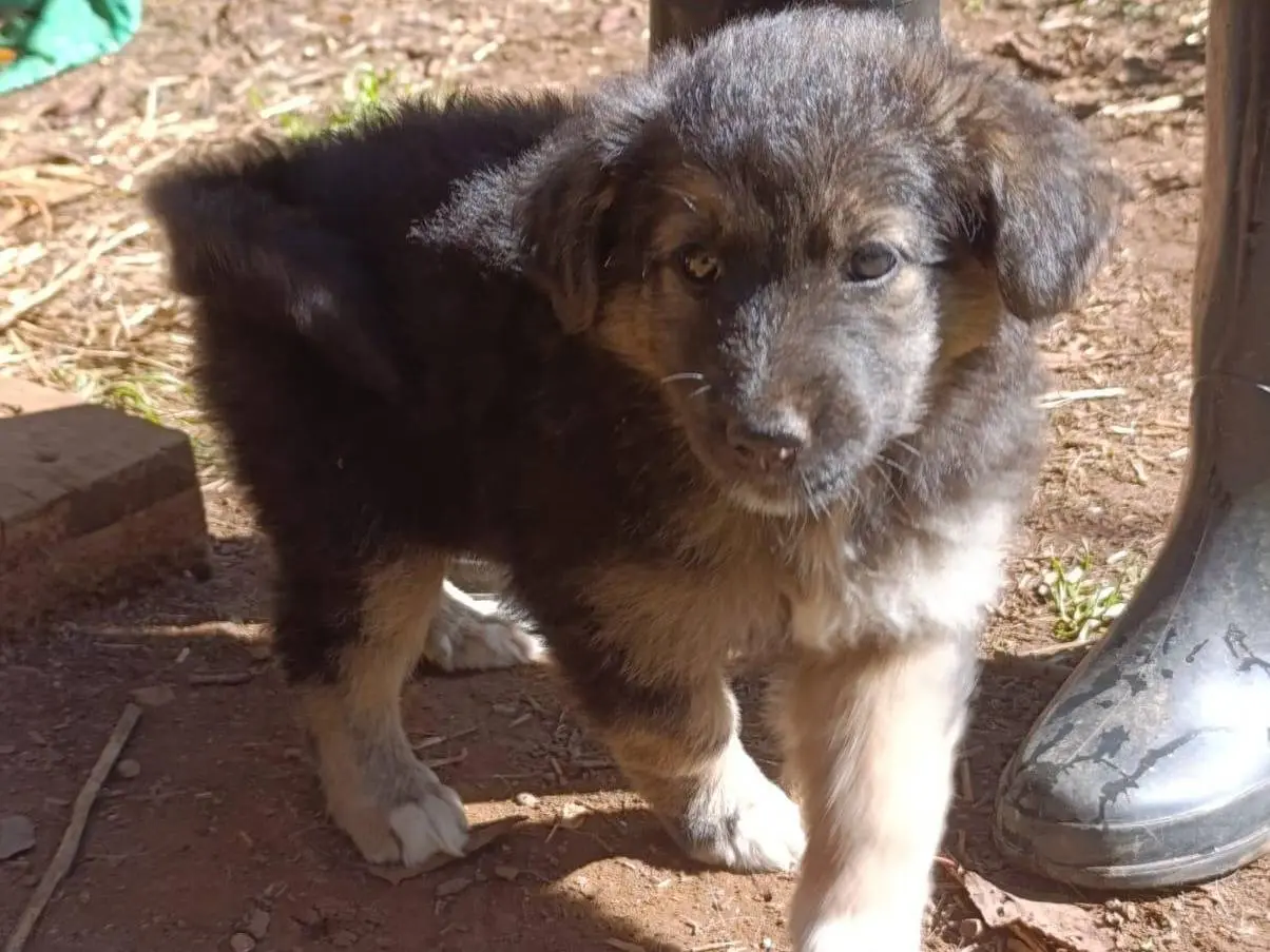 Adotta il cane LARA a Catanzaro
