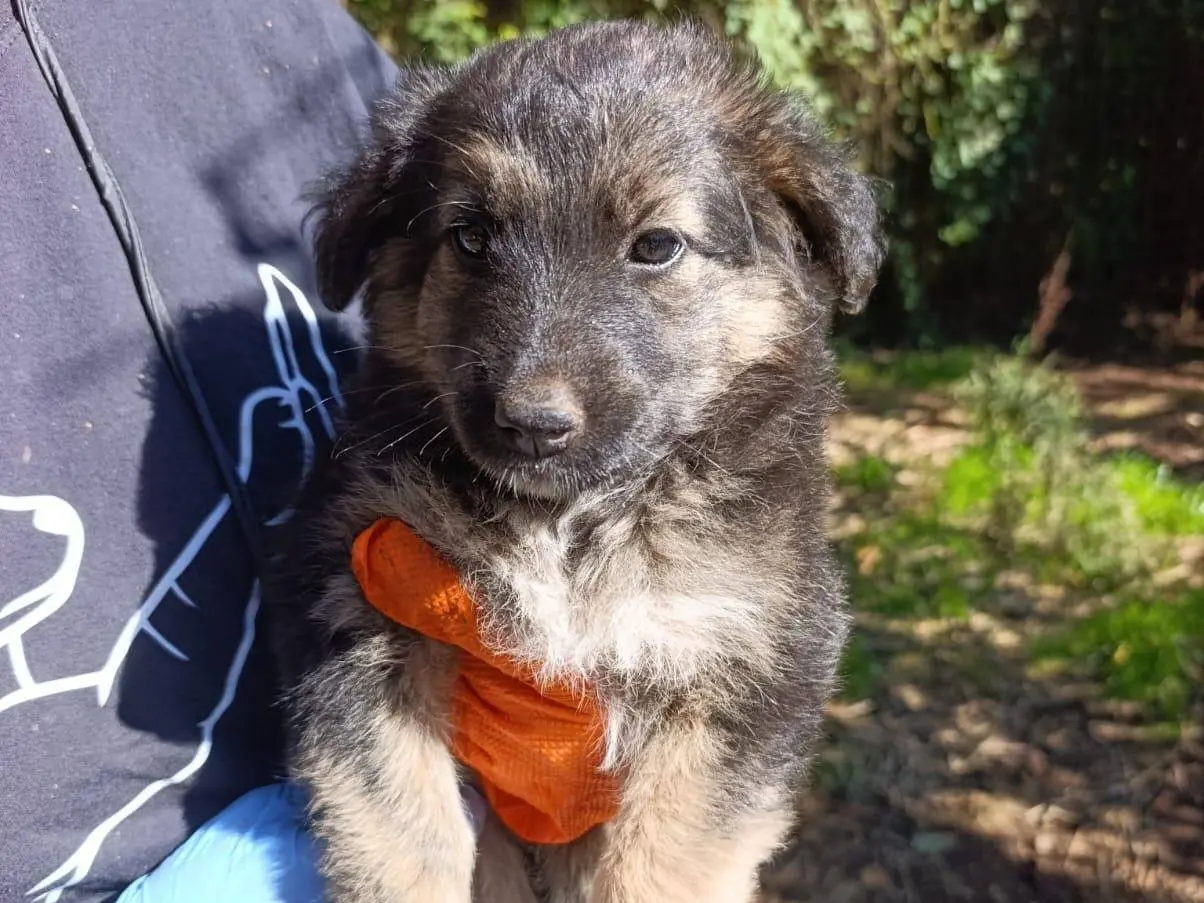 Adotta un cane, femmina, 2 mesi, Catanzaro