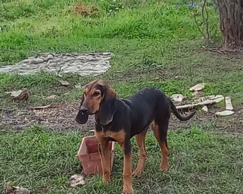 Vuoi adottare un cane a Avellino?
