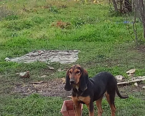 Adozione cane, femmina, Segugio, 4 anni e 9 mesi, taglia media, Avellino