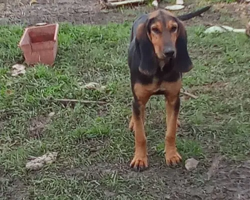Adotta un cane, femmina, 4 anni e 9 mesi, Avellino