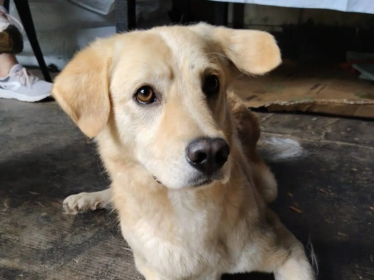 Adotta un cane, maschio, 2 anni e 9 mesi, Roma